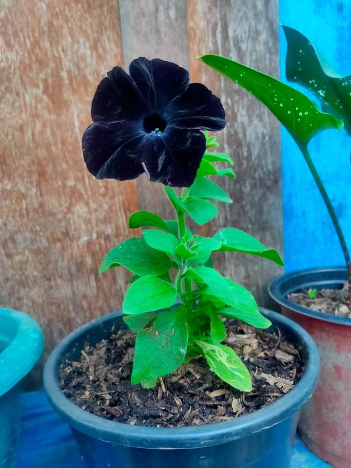 Neevika_'s tweet photo. Black Petunia 🖤 black is beautiful ..
#petunia #plantation #gardening https://t.co/TWNCrAnd69