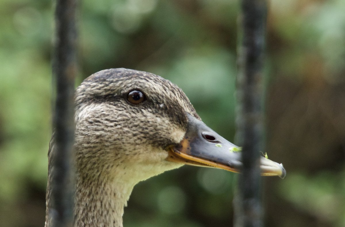 Lev Parikian tweet media