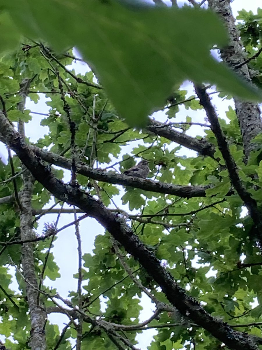 carosegami's tweet photo. Update: today our babies finally fledged and I had the pleasure of spotting one of them in the back of the house! Totally made my day! #flycatcher #ficedulahypoleuca #ficedula #fieldwork @QvarnstromLab https://t.co/BUh4AokoxQ