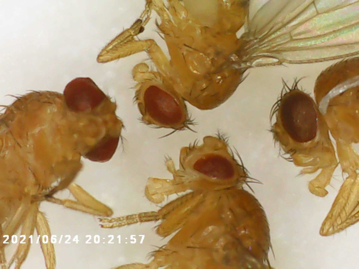 DFB_UM's tweet photo. It's #FlyFriday !! Take a look at some pics our students took from our fly lab! 🪰 They were able to identify mutations, do dissections, and see fly brains and ovaries! #DFB2021 https://t.co/1MhhctfFDh