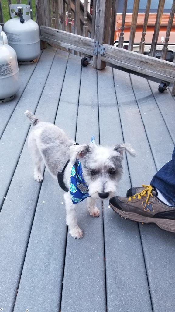 CalvoCurcio's tweet photo. @TownWilmMA Enzo loves to work with me https://t.co/ei7pxLADYi