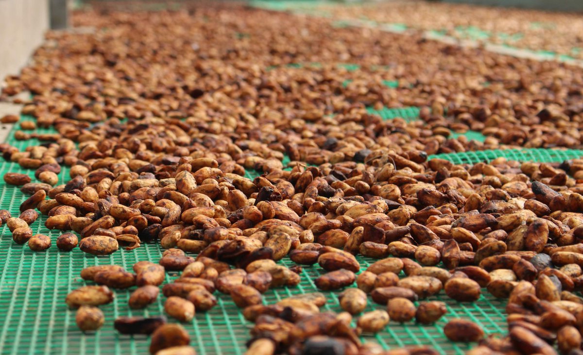 AgriculturaEc's tweet photo. #Manabí | Cacaoteros beneficiados con el trabajo del Proyecto #Dinaminga, son capacitados en procesos de compras públicas, a fin de poder levantar por su cuenta este tipo de trámites que les permitirá mejorar la infraestructura de sus centros de acopio. #JuntosLoLogramos 🇪🇨🤝🏽 https://t.co/xP5Zzh1lI4