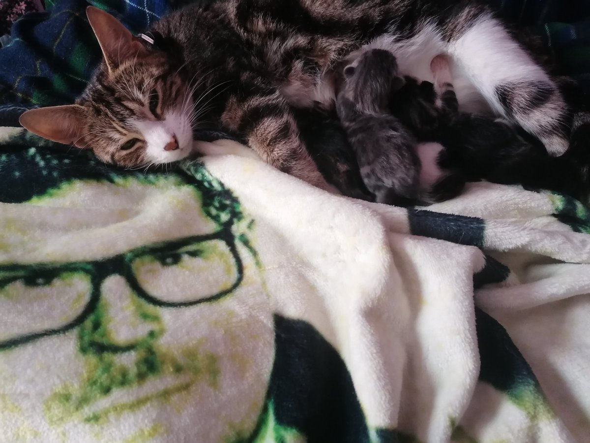 My cat elsa with 4 little ones looks like she got <a href="/Zak_Bagans/">Zak Bagans 🧛🏻‍♂️</a> close by lol 😻🐈🐱😊🧡💛❤️👻😂😂