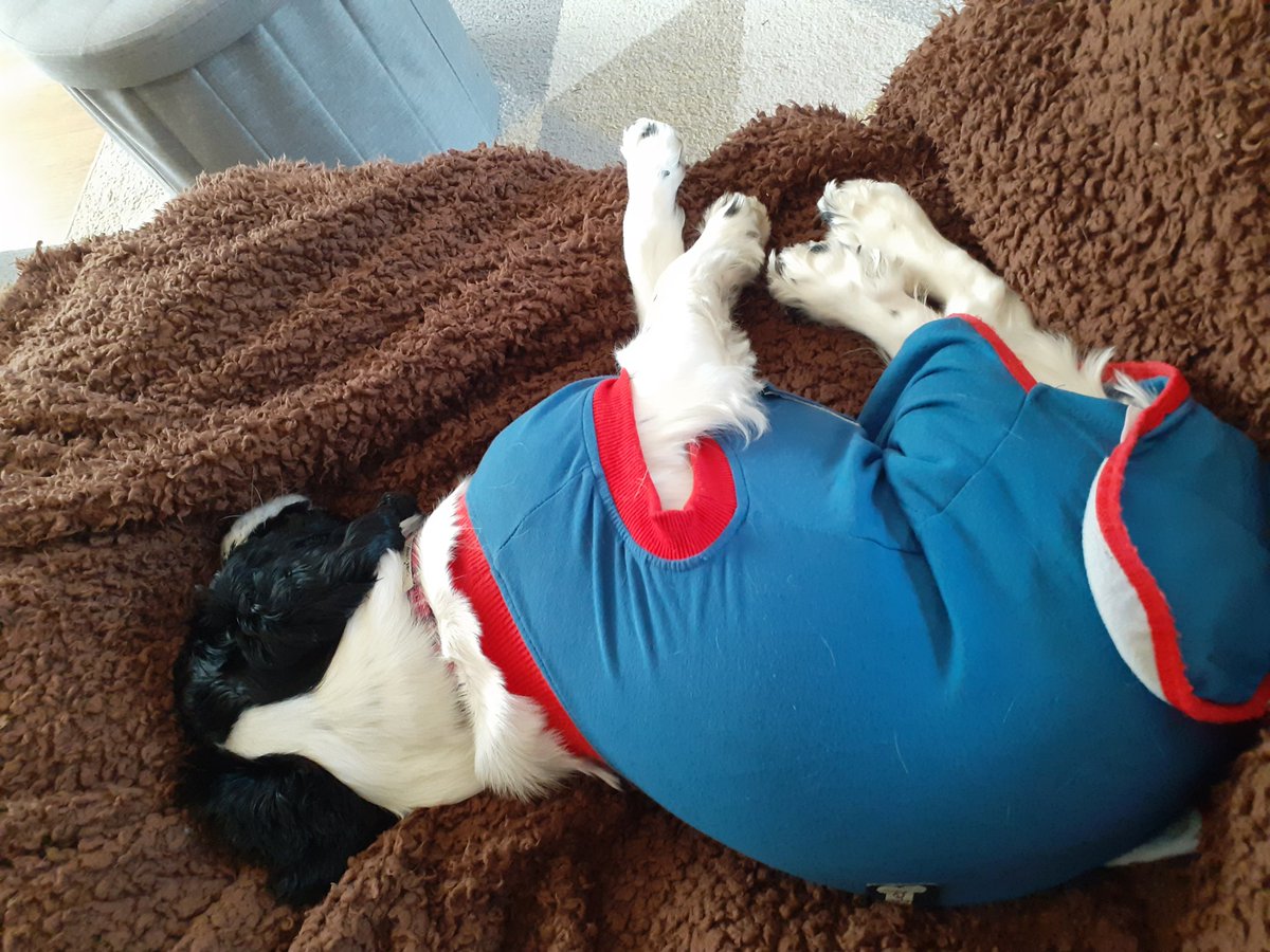 Jessiethecocke1's tweet photo. Fast asleep as usual! Can't wait to be able to take the surgery body suit off her and give her a bath - she's definitely starting to smell! #stinky #dogs #dogsoftwitter #needsabath #FridayFeeling #FridayThoughts https://t.co/JhHorKFh8V