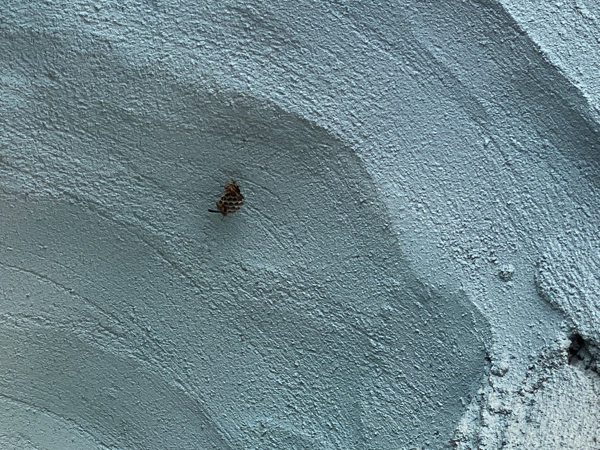 BillDischinger's tweet photo. #ExpeditionEverest . Stuck at the very top during a breakdown.  Hanging out with a hornet nest next to us. https://t.co/rLKrV7l4Ym
