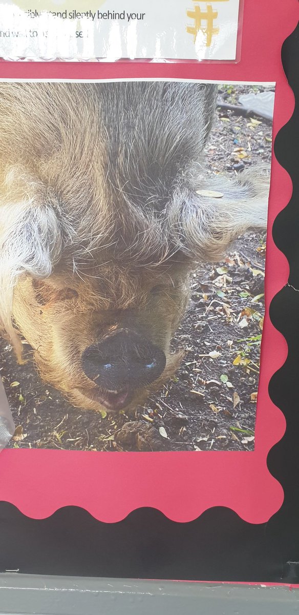 Ms Imray - English tweet media