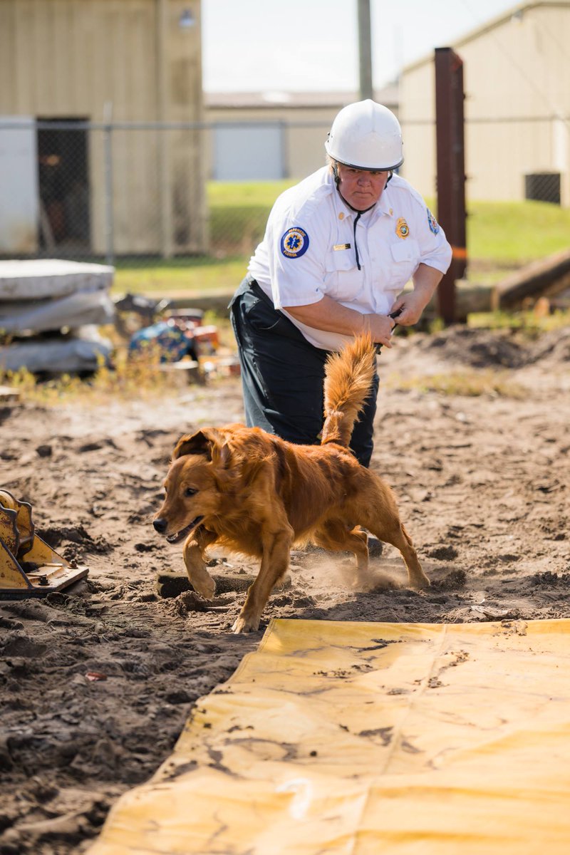 Alby88a's tweet photo. Search and Rescue Dogs are essential to any disaster operation &amp; have saved so many lives.  They are a vital tool to the search and rescue efforts at the #Surfside collapse in Miami.  Condolences to the families who have lost loved ones.  The situation is still fluid. https://t.co/Ai5EjLpK7m