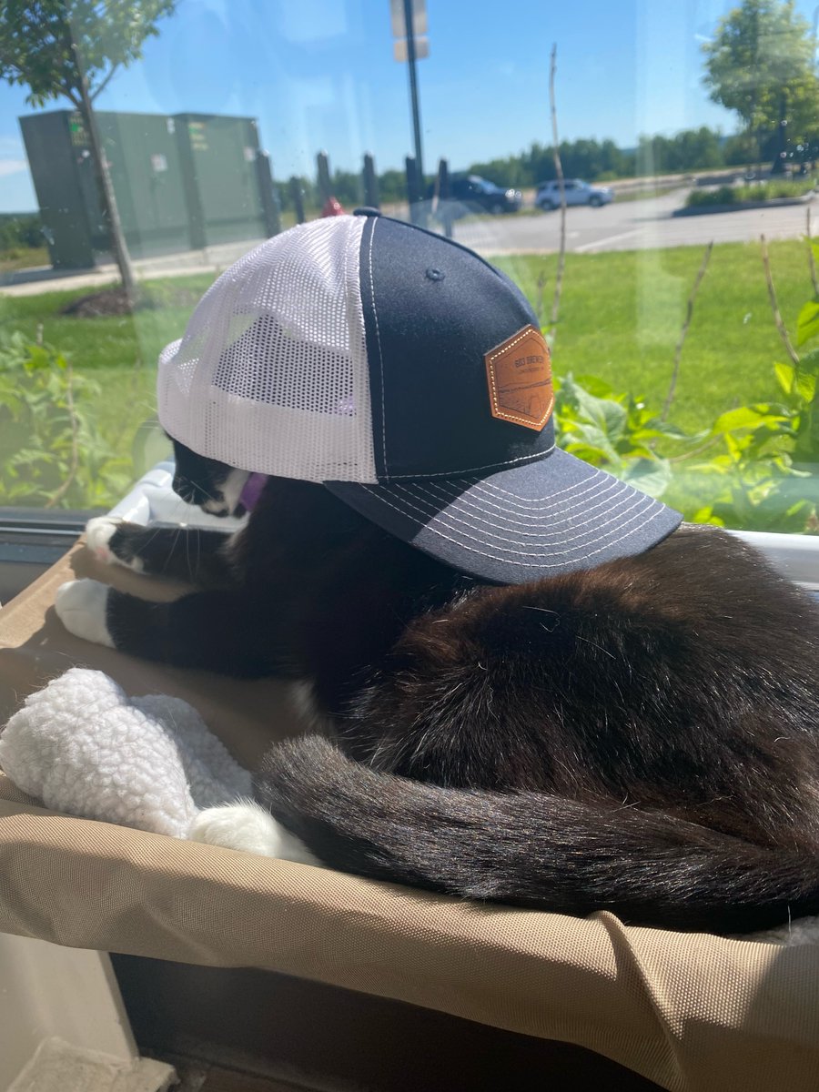 Cat-sual Fridays at the office #catinthehat