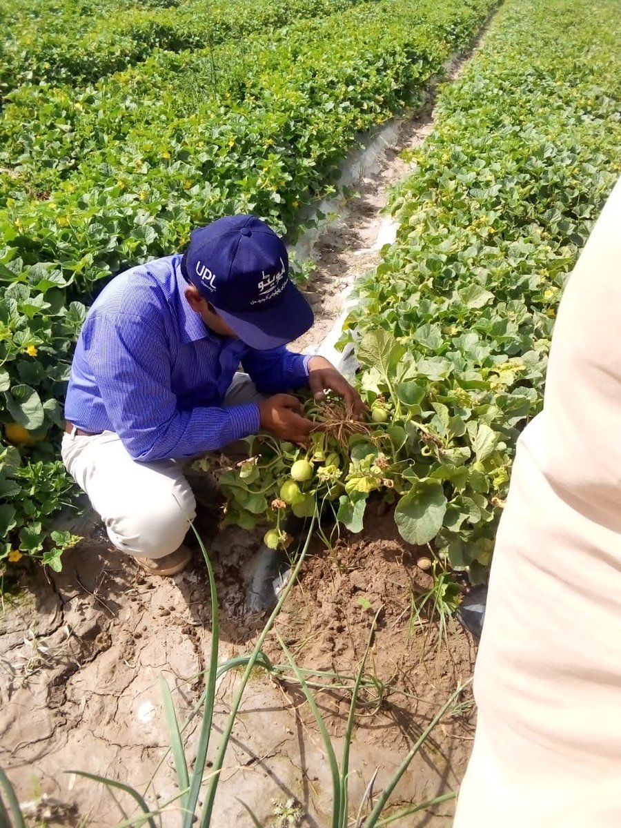 UPLLtd's tweet photo. Our Pakistan team organised training sessions &amp; large scale meetings for 500 farmers across the country with Tomato &amp; Chili being the vegetables in focus.
Read more about crop solutions in Pakistan - https://t.co/4KWoUF0Y58
#OpenAg  #OnFieldWithUPL #UPLPakistan #OpenCollaboration https://t.co/dQ0L2nOr6x