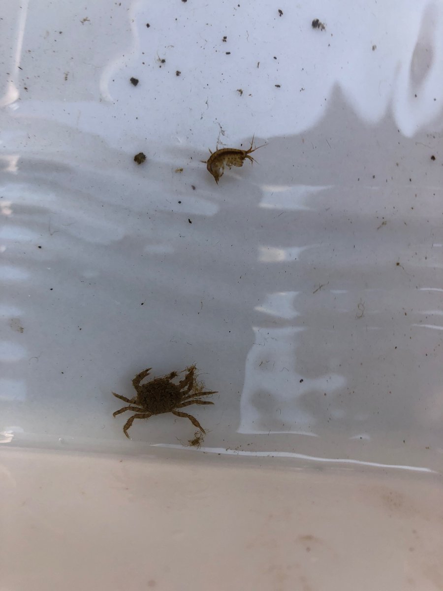 svinsome's tweet image. Highlight of the week: Norham  Ecowarriors visit to The Wild Otster Project inspired seeing conservation in action @NorhamScience @norhamhigh @EcoSchools @Wild_Oysters