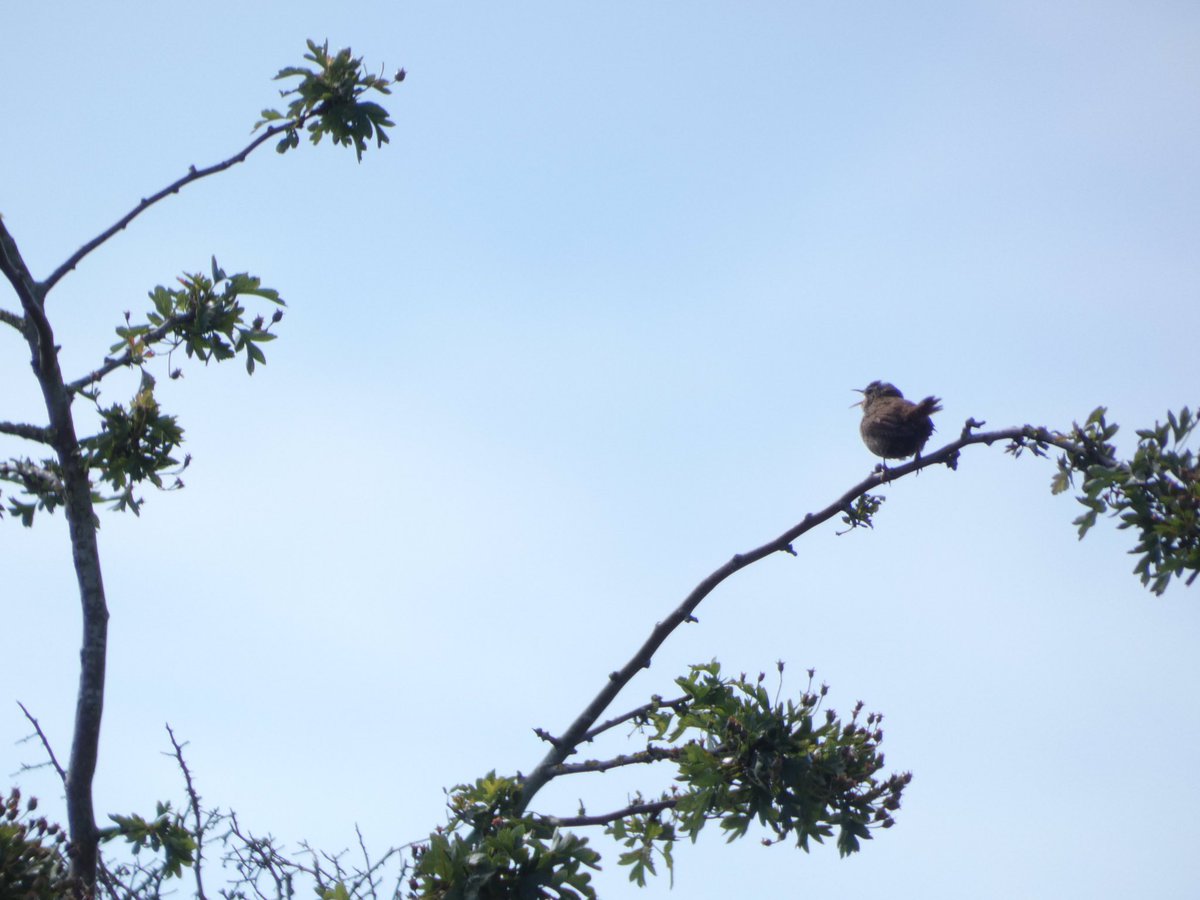 Last one from Burgh castle, a distant singing wren <a href="/Natures_Voice/">RSPB</a> <a href="/NorfolkWT/">Norfolk Wildlife Trust</a> <a href="/BirdWatchingMag/">Bird Watching</a> @wildlife_uk <a href="/LumixUK/">Lumix UK</a>