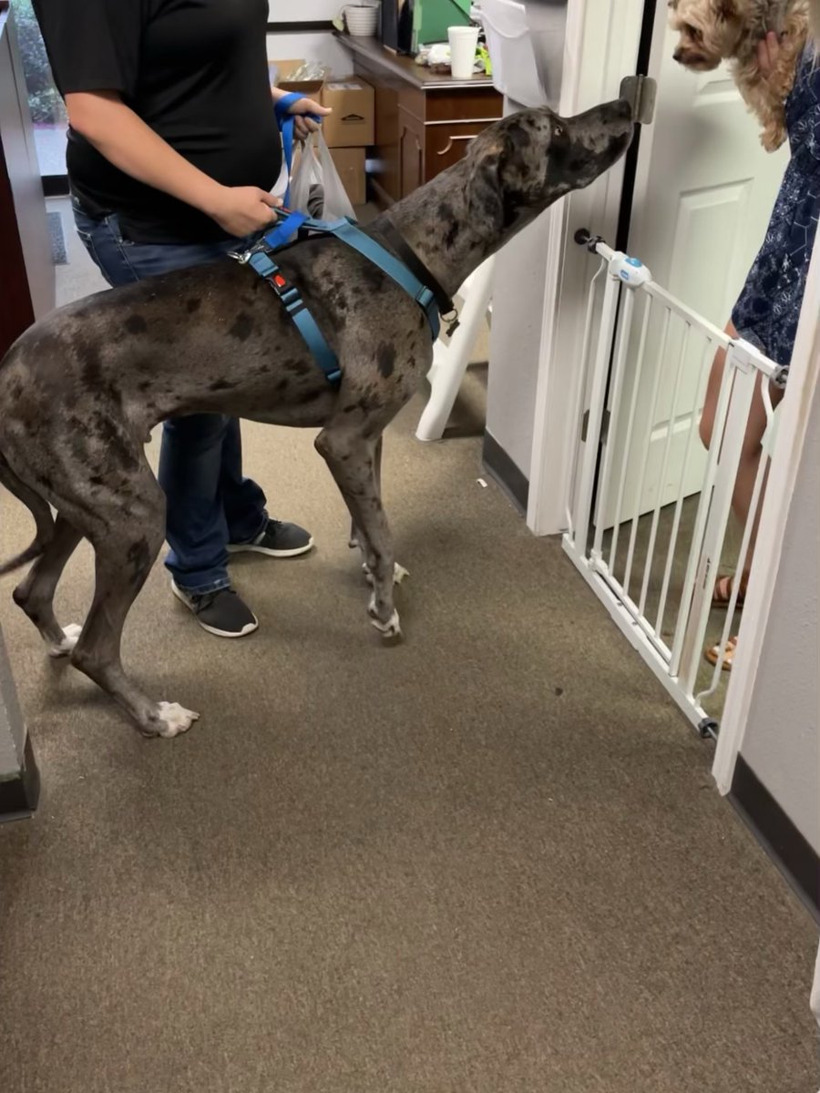 For National Take Your Dog to Work Day, the SERVPRO of Braun Station team came out in full force! Meet our Rockstar pups: Buford, Little Bit, Tootsie, Bella, and Indie! Thank you all for being wonderful owners and we hope you enjoy your treats!