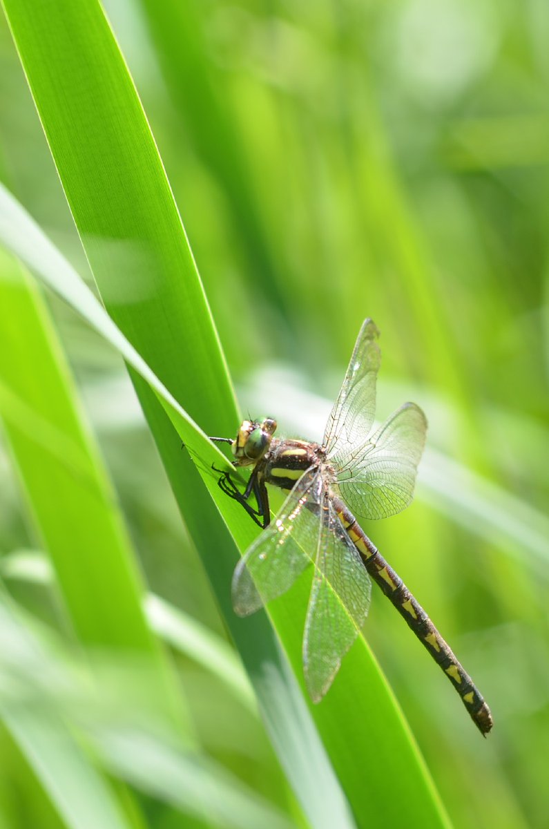 NorthernGinny's tweet photo. #dragonfly #spiketail #Muskoka https://t.co/xzbIYJ4mlK