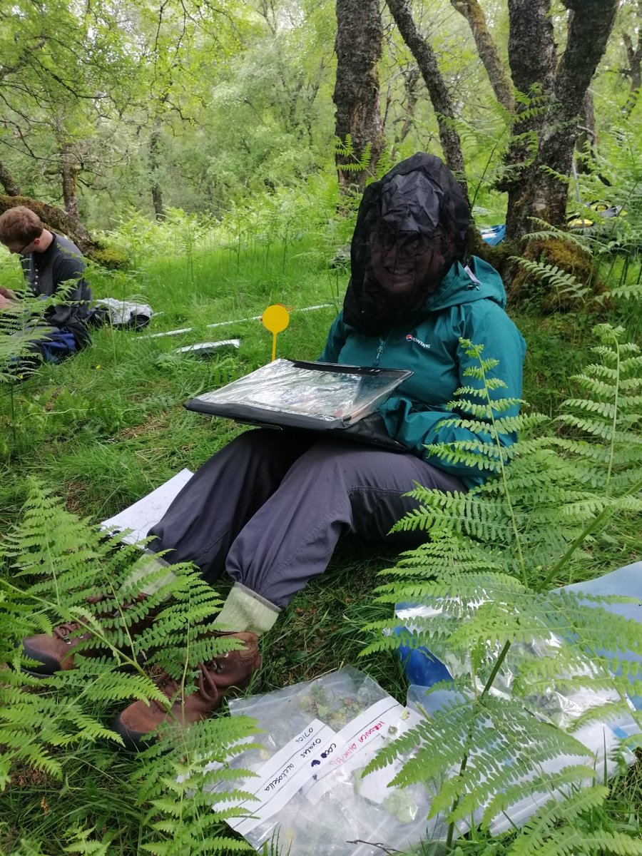Laura Hunt (@laura_hunt7) on Twitter photo So blimmin' happy to be back to back out in the field with <a href="/AnnegreetVeeken/">Annegreet Veeken</a>, even if the Scottish midges are out to get us ☺️🌱🐜 #FieldworkFriday So blimmin' happy to be back to back out in the field with <a href="/AnnegreetVeeken/">Annegreet Veeken</a>, even if the Scottish midges are out to get us ☺️🌱🐜 #FieldworkFriday