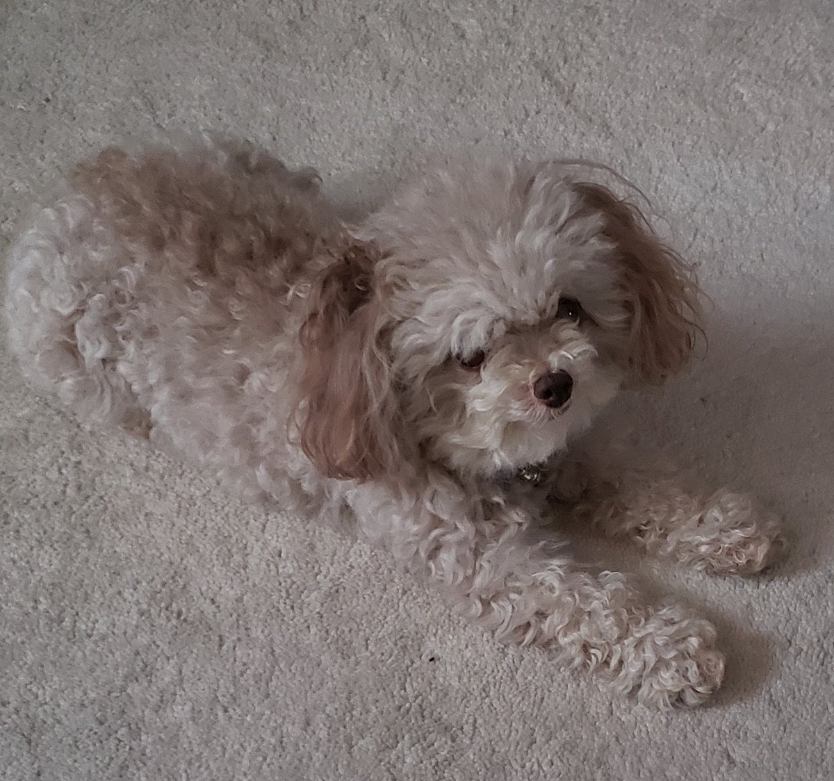 Today is #nationaltakeyourdogtoworkday!🐶 Here's mine ready for the next meeting.