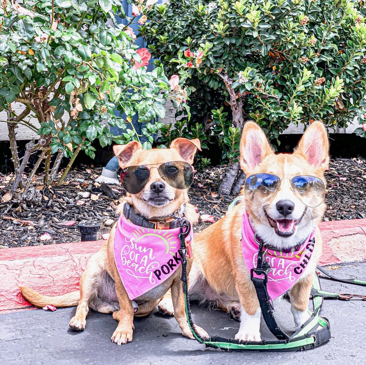 Informatica's tweet photo. Life can't be too ruff when it's a #HappyFriday AND #TakeYourDogToWorkDay!

These INFA pups are ready for the weekend 😎 

#LifeAtINFA #INFAPets https://t.co/92eRUHPuci