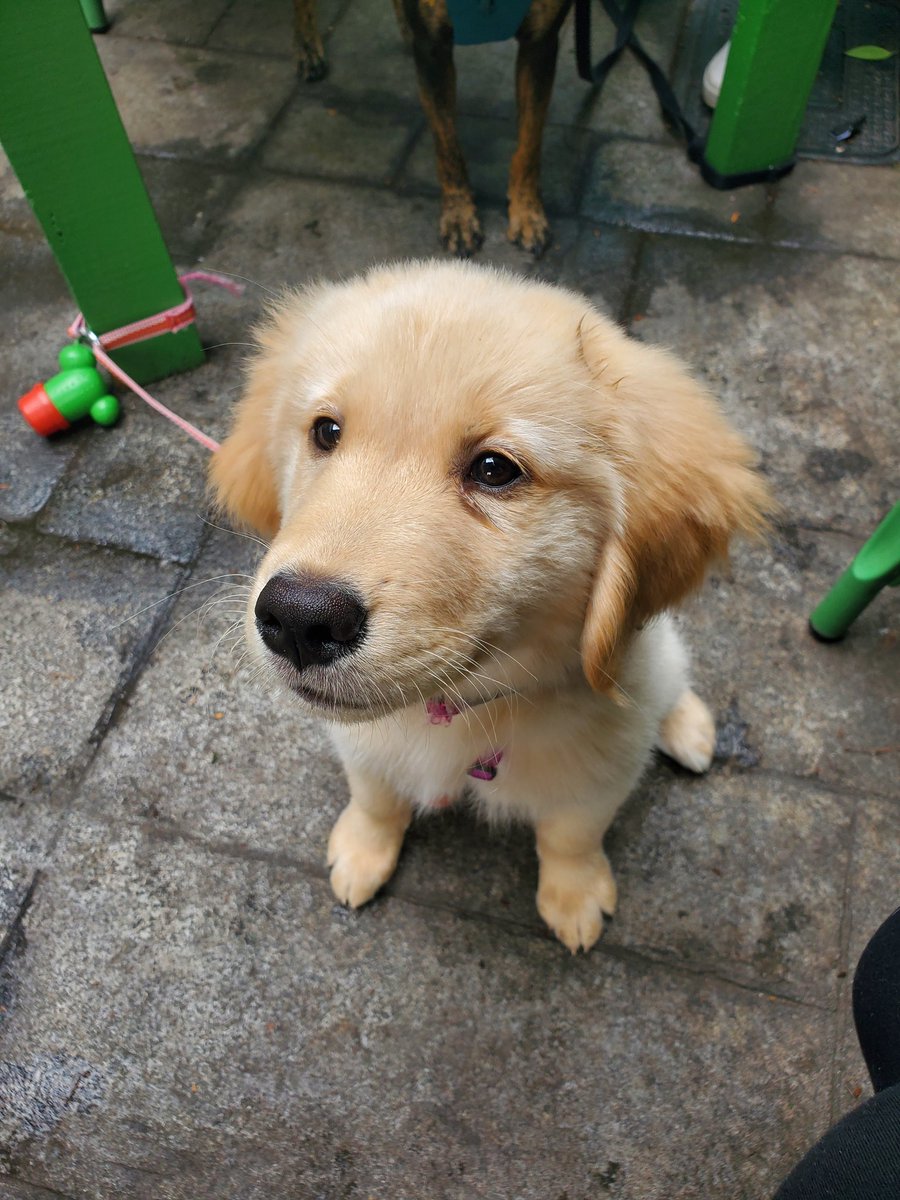 Riley and Cleo think it's a perfect day to hang out at the Garden and sample our pup menu!