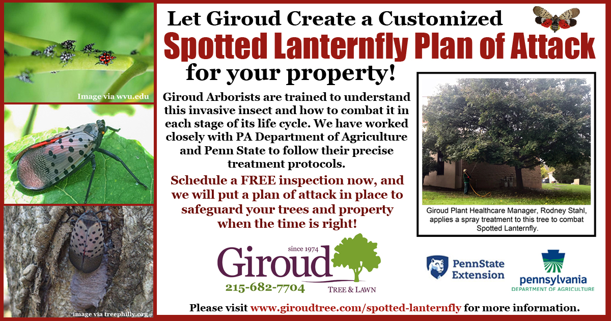 giroudtree's tweet photo. Swarms of Spotted Lanternfly Adults will be invading properties in the next few weeks... Is your property protected? Call 215-682-7704 to schedule your FREE Property inspection! https://t.co/EETVudI8ET