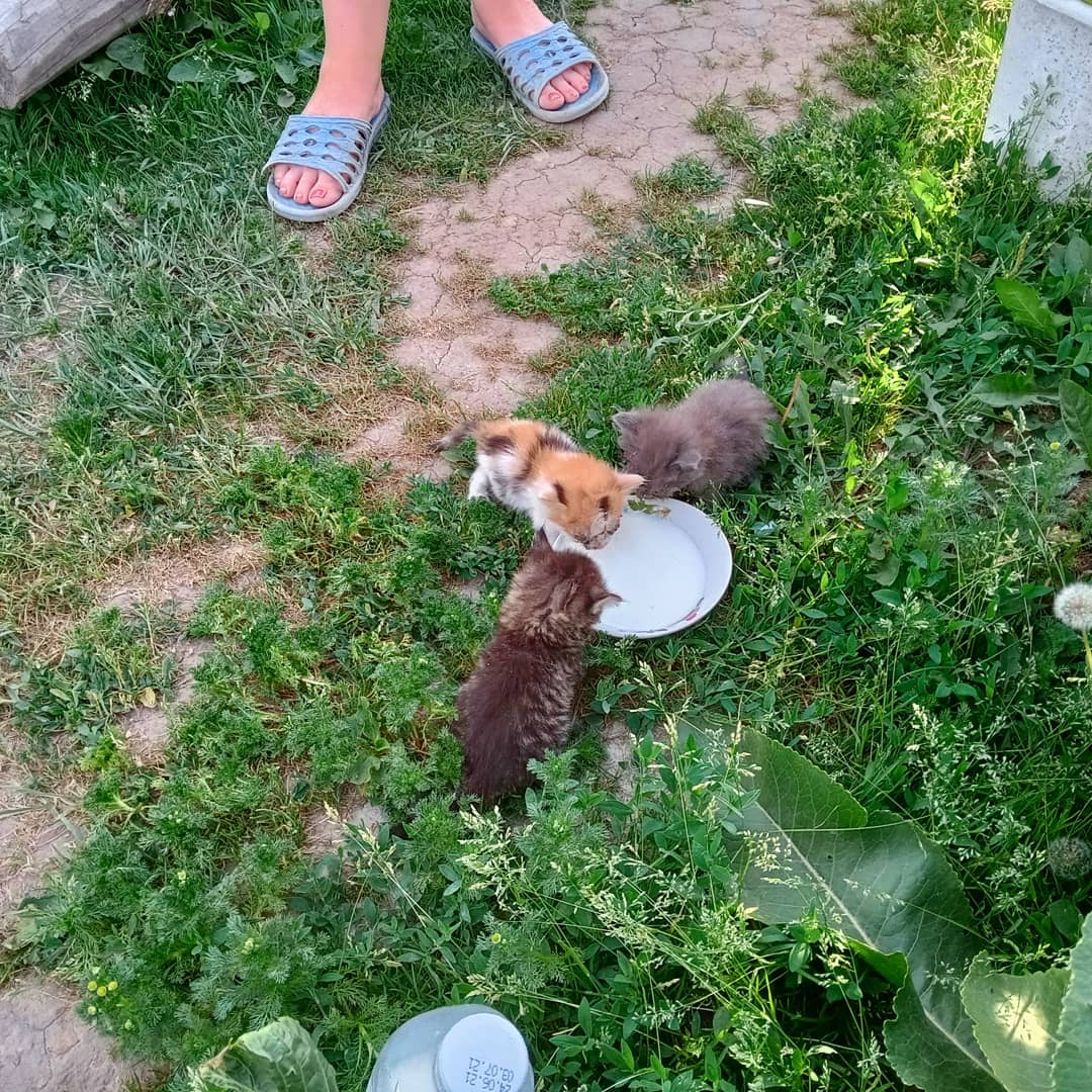 Сегодня на чердаке обнаружил подкидышей. Кому нужен котёнок обращайтесь.
