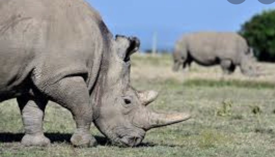 defi_whiterhino's tweet photo. 🚨🚨🦏🪙WRT ANNOUNCEMENT: MAJOR AIRDROP! WINNER AT 6PM! LIKE/FOLLOW/RETWEET! 10MILLION WRT TO 1 CONTEST WINNER! BE THE FIRST TO HOLD WRT! YOUR EFFORTS HELP SAVE THE LAST 2 NORTHERN WHITE RHINOS! https://t.co/H3GDUbTEuE #whiterhinotoken #tokenomics #charity #whiterhino #wwfund https://t.co/PCHcfpwI7w