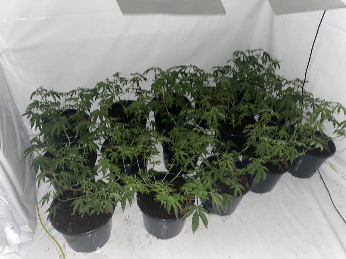 ChelmsleyWMP's tweet image. #Warrant ‼️ Straight in for our late shift and out on an emergency warrant with the assistance of D unit Solihull @ResponseWMP 😁👏

Great result with 15 plants, and a large amount of cash seized, the male is assisting with our enquires 🚔 #CommunityIntelligence