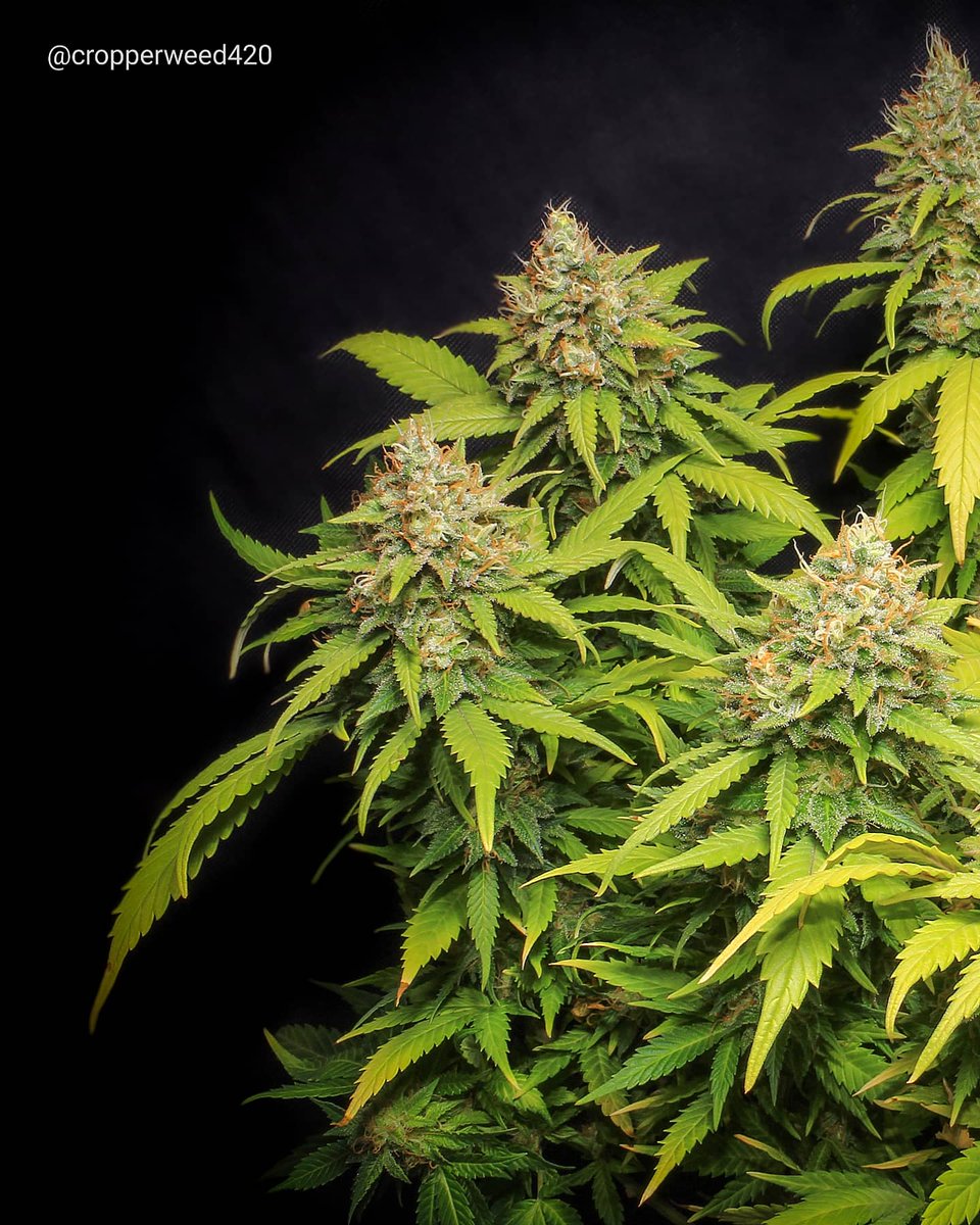 Eva Seeds tweet media