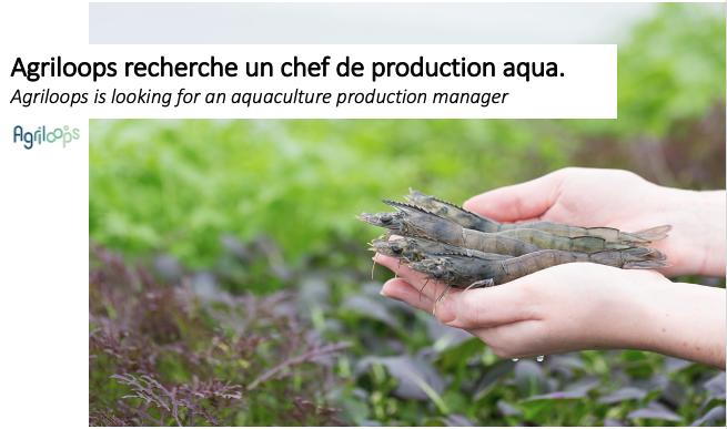 Agriloops (@agriloops) on Twitter photo 📢 We are looking for our new aqua production manager!
🚀 If you are looking for a key role in a fast growing company
🧜♂️ If you already have experiences in RAS and / or shrimp farming
👉 Apply: CV + motivations -> aqua@agriloops.com
📍 The full offer: tinyurl.com/bz4xz99y 📢 We are looking for our new aqua production manager!
🚀 If you are looking for a key role in a fast growing company
🧜♂️ If you already have experiences in RAS and / or shrimp farming
👉 Apply: CV + motivations -> aqua@agriloops.com
📍 The full offer: tinyurl.com/bz4xz99y