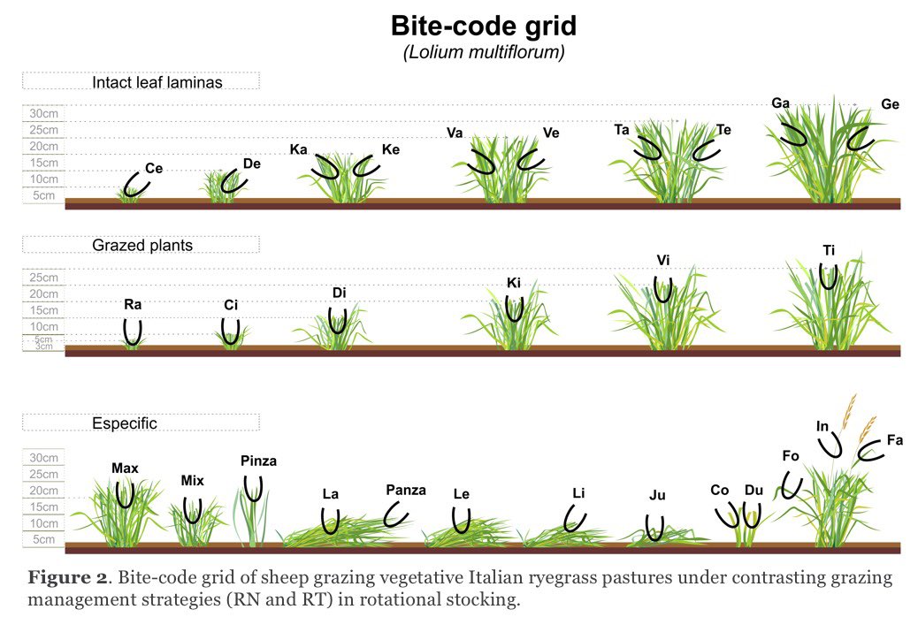 Our new paper about the effect of low-intensity/high-frequency #grazing strategy on defoliating behavior, nutrient Intake, and blood indicators of nutrition and stress in sheep is available in #openaccess ➡️ frontiersin.org/articles/10.33…
Special thanks to <a href="/JBindelle/">Jerome Bindelle</a> of <a href="/AgroBioTech/">Gembloux Agro-Bio Tech</a>.