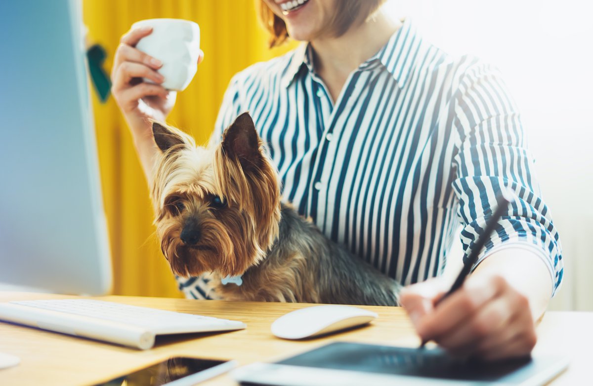 toss_ups's tweet photo. This is pawsome! We wish everyday was #TakeYourDogToWorkDay.

Shop your dogs packed lunch here: https://t.co/lxB4chkvbK

#OfficeDog #WorkDog  #LapDog #DogLife #YorkshireTerrier #Yorkie #Yorkshire #YorkieLove #Yorkies #YorkieLife https://t.co/yLKvcIknkK