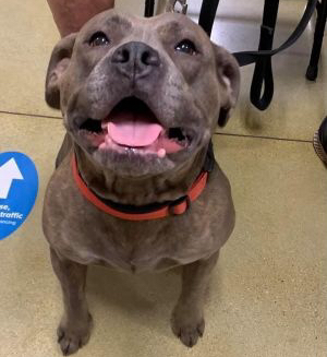 PETbullProject's tweet photo. Happy Fur Baby Friday!
Just look at Bella’s fantastic smile. 

https://t.co/ARwbgfprr6 https://t.co/CezYLMWkMI