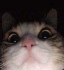 KumarKatreya's tweet photo. What my phone sees when I snooze my alarm for 20th time 🥲 #inicet2021 #mbbslife https://t.co/iN93VC5kpR