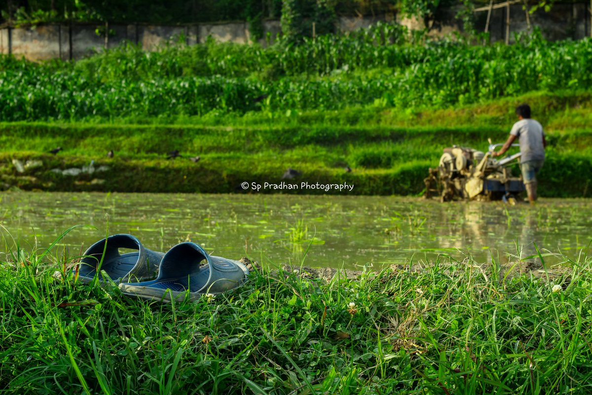 _Sp_pradhan_'s tweet photo. 💚
Season of rice plantation.🌾
#Sppradhanphotography #Sujanprakashpradhan #Canon #adobelightroom #agriculture #monsoon #rice #paddy #plantation #photographer #photography #dhulikhel #Nepal. https://t.co/6oTHXiEHbO