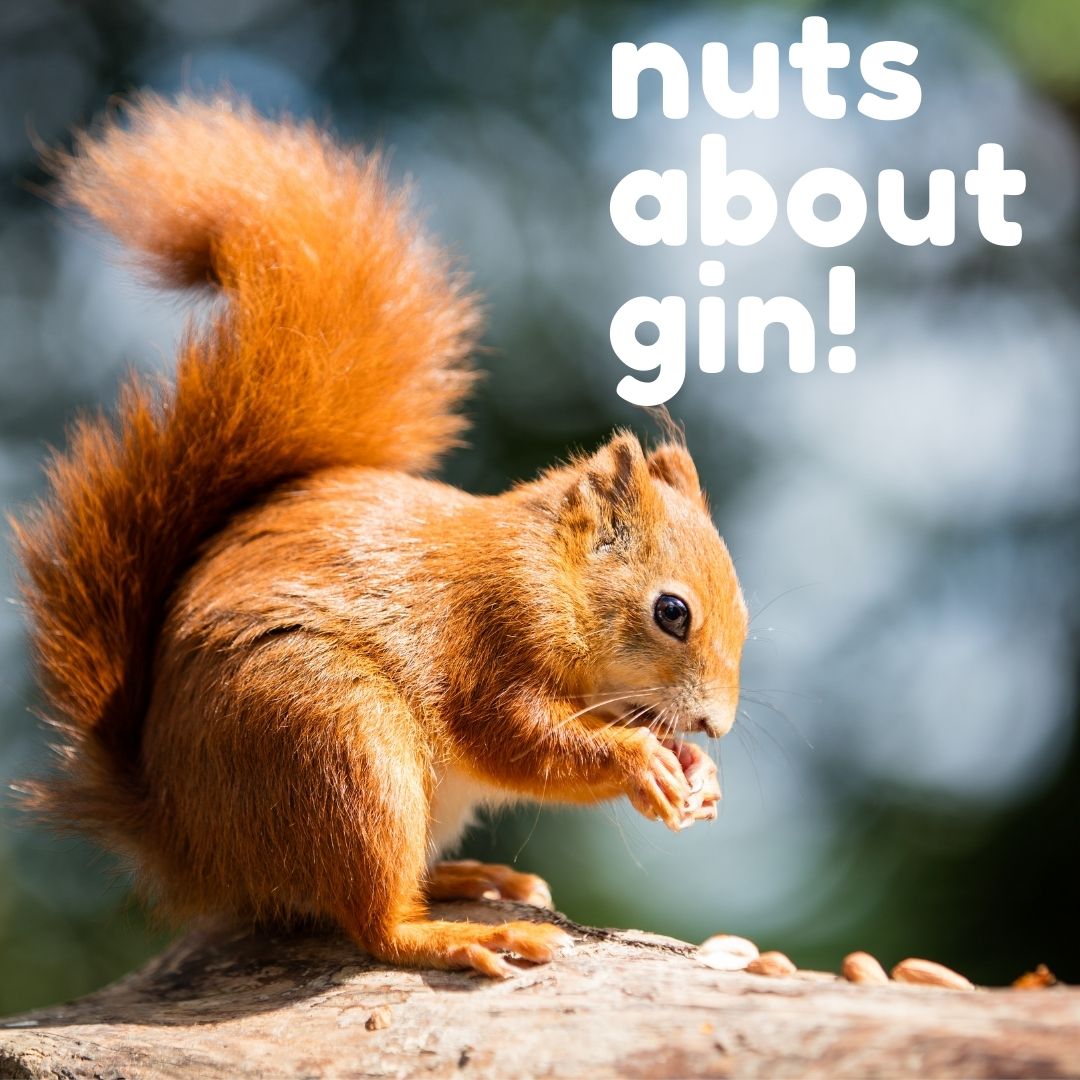 We are as nuts about gin as Alan (our foraging helper) is!   We are loving seeing the acorns growing on the oak trees.....lots for us to harvest for our gins later in the year!

ow.ly/KoU550FgVGH

#castlegategin #ginoclock #ginandtonic #gintime
#nottingham #gin