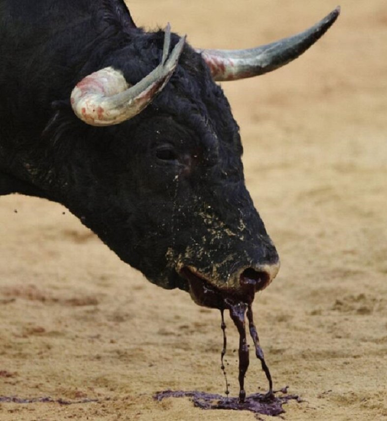 Antitaurinaosca's tweet photo. Si esto para ti es arte, eres un sádico sin paliativos.
#DíaMundialAntitaurino
#BanBullfighting https://t.co/M2CMyaBuoA