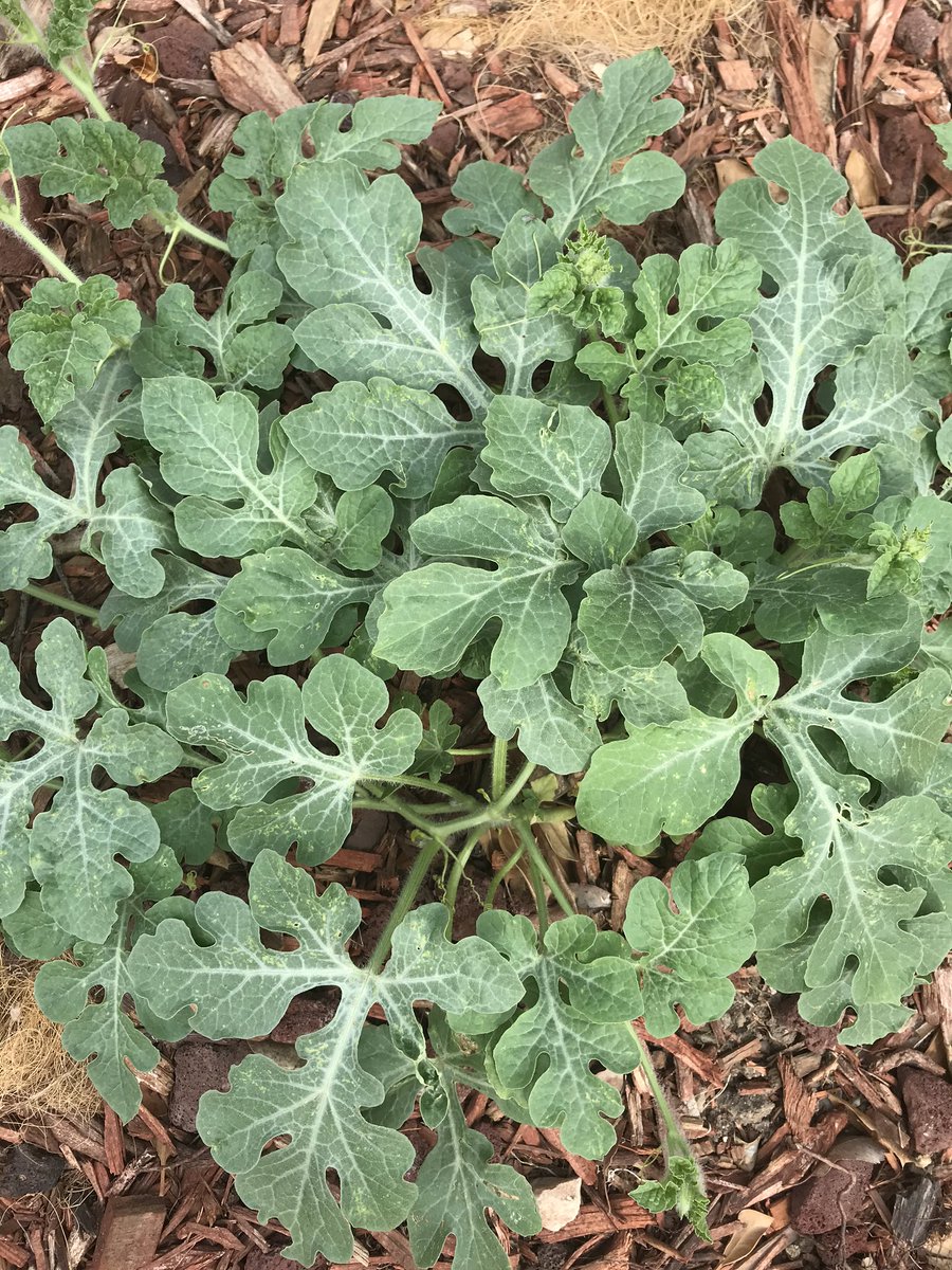 GaBeeBey13's tweet photo. 13Love to my all my cuzzos who rising up striving to be better than yesterday 
13strength to us ALL
Here are some pictures of our growing food forest Humble beginings
@rawmankaw13 has been so devoted to our garden!Thank Yah! And thank TMH’s for always providing in abundance! 💫 https://t.co/xZ9ZzcqvZp