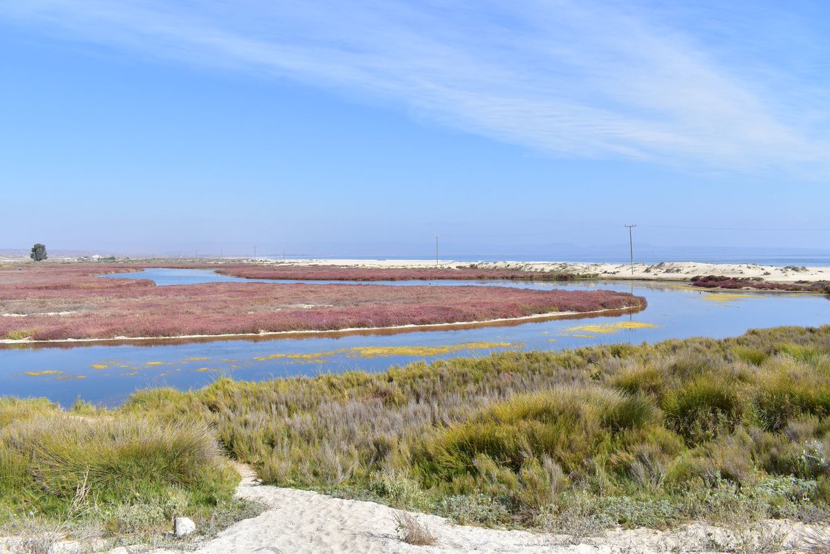 Proyecto Educativo busca valorar humedales de la localidad de Tongoy bit.ly/3zWwelT