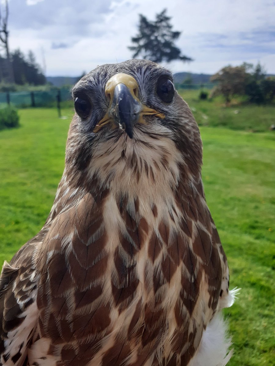 Kintailbop's tweet photo. Buzz watching the seaplane go over, they must have got a cracking view today. #falconryargyll #lochawefalconry #lochawefalconryexperience #falconrylochawe #wildaboutargyll #staycationscotland #buzzard #eredinevillage #lochaweside #nativebirdsofprey #scottishbirdsofprey https://t.co/tK2dXTjc7f