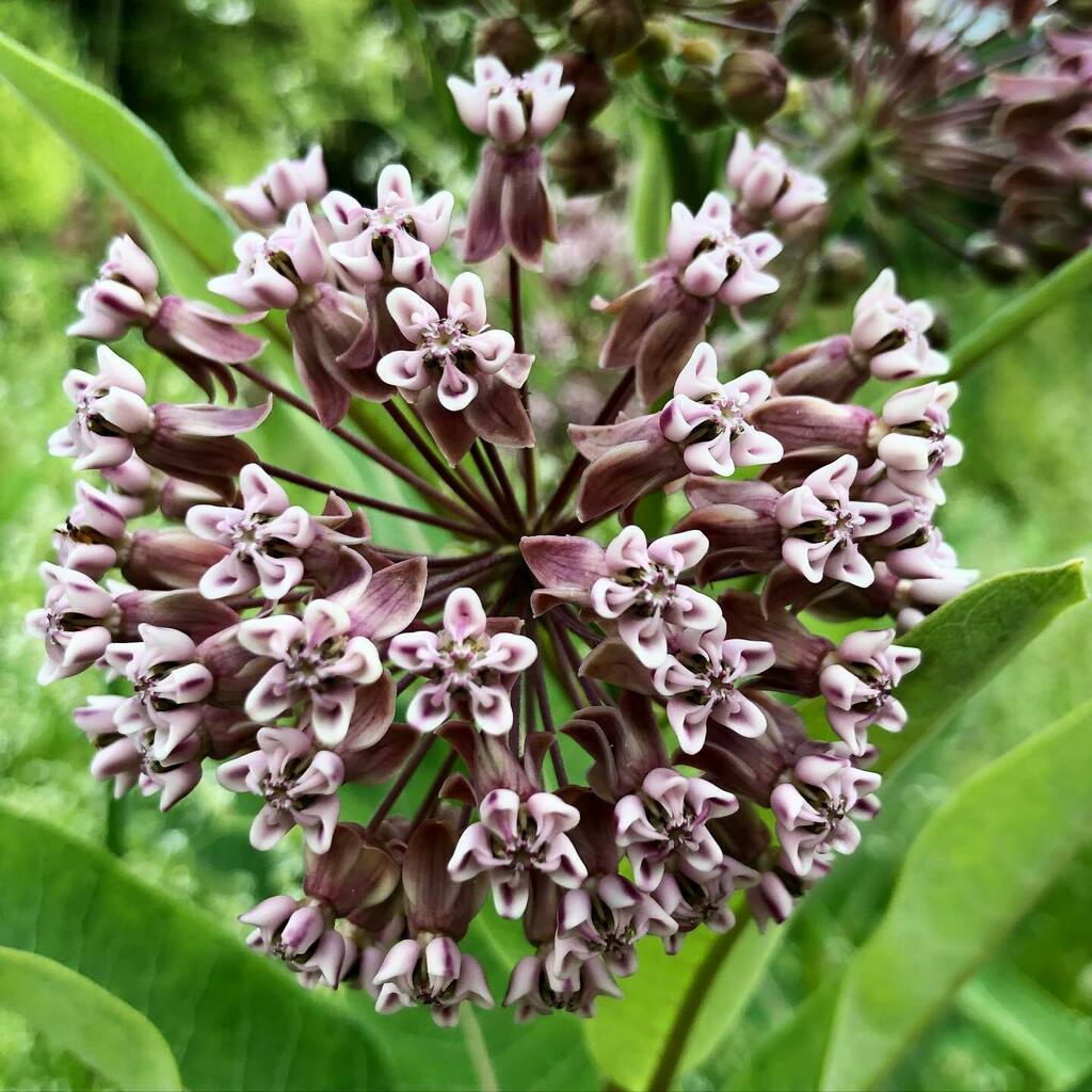 milkweed’s blooming! instagr.am/p/CQjQaINpYcR/