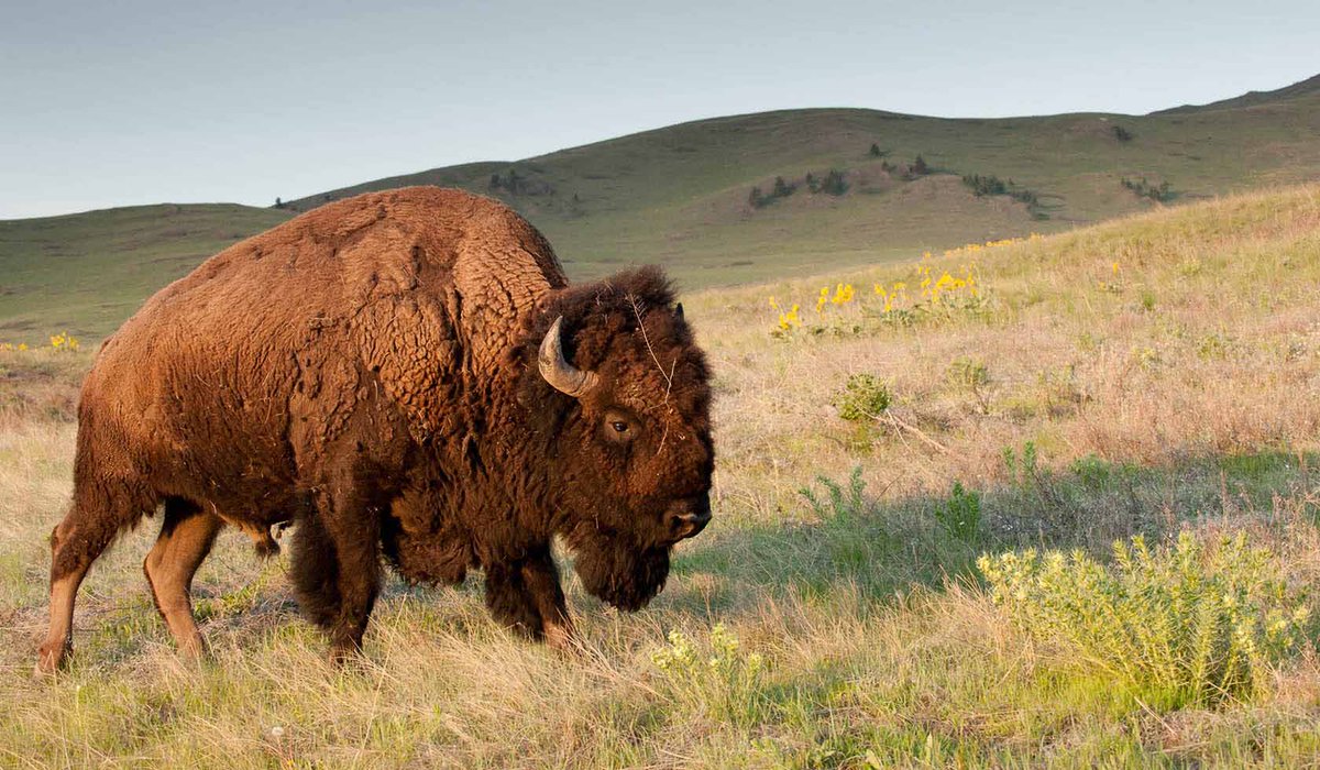 The U.S. Department of Interior announced Wednesday the restoration of more than 18,800 acres of land, known as the National Bison Range, so it can be returned to Indigenous tribes in Montana. lakota.law/2SZeLJa