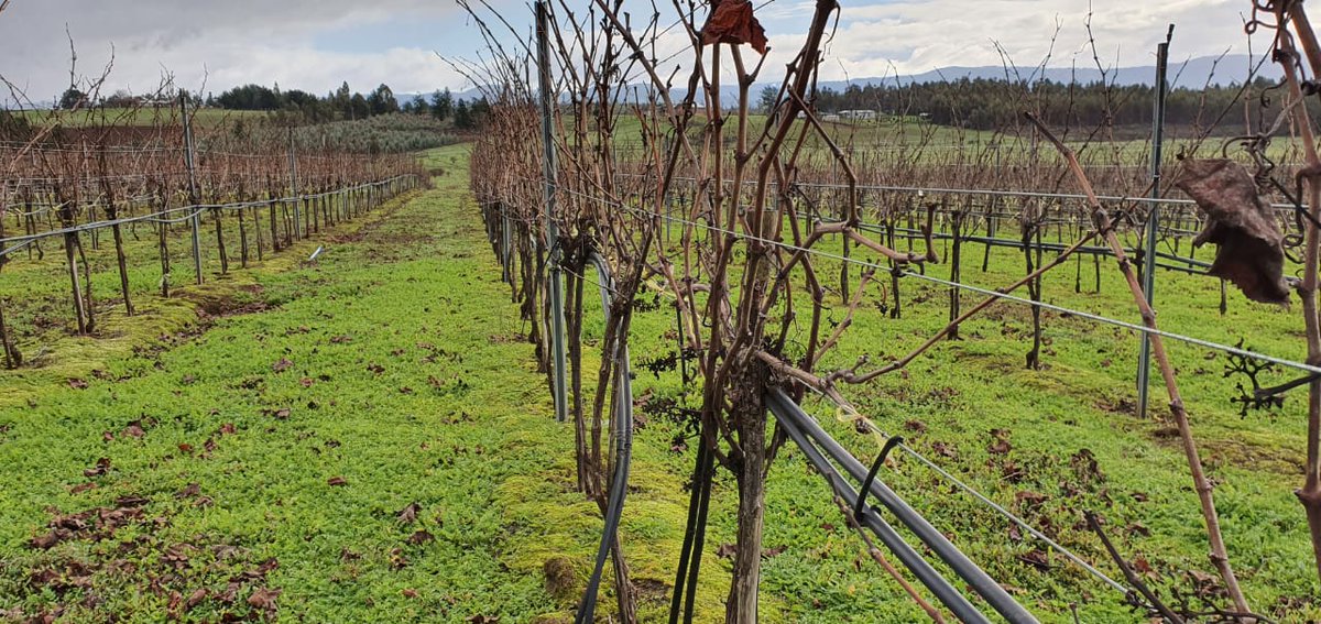 CNRCHILE's tweet photo. En #Puren, el Secretario Ejecutivo, @fetchile, visitó a la Comunidad Indígena Buchahueico, que en convenio con la Viña San Pedro, producen vino Mapuche de exportación. Durante el recorrido visitó al Lonko Guillermo Curin acompañado del presidente de la Comunidad, Florentino Curin https://t.co/p7z8HyYRcI