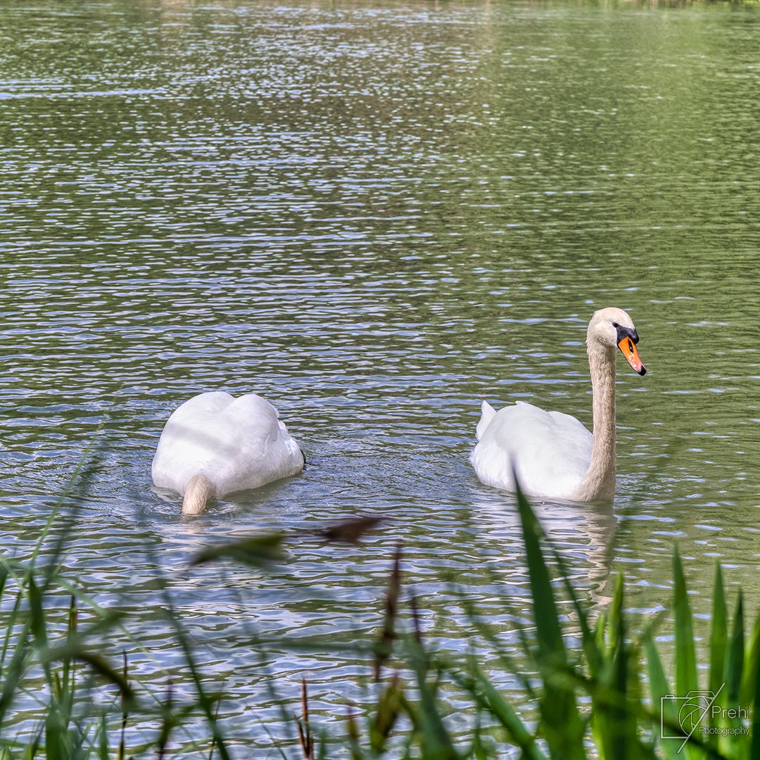 Mute swans

#swans #muteswan #muteswans #whiteswan #birds #cologne #spring #swanlovers #swanphotography #wildlife #wildlifephotography #animal #animals #nature #naturephotography #naturelovers #photography #photooftheday #photo #bhfyp #liveforthestory #canondeutschland #canon