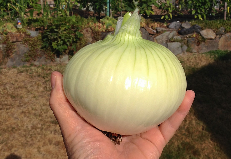 happydturtle's tweet photo. New Blog Post! 
Looking to pick the right onion for the right dish? We've put together some of our favorites and what we grow on campus in central Minnesota. 

What are *your* favs? Let us know!

https://t.co/5Gl58QH2tE

#Sustainability in #Minnesota https://t.co/0bSUUk7VEf