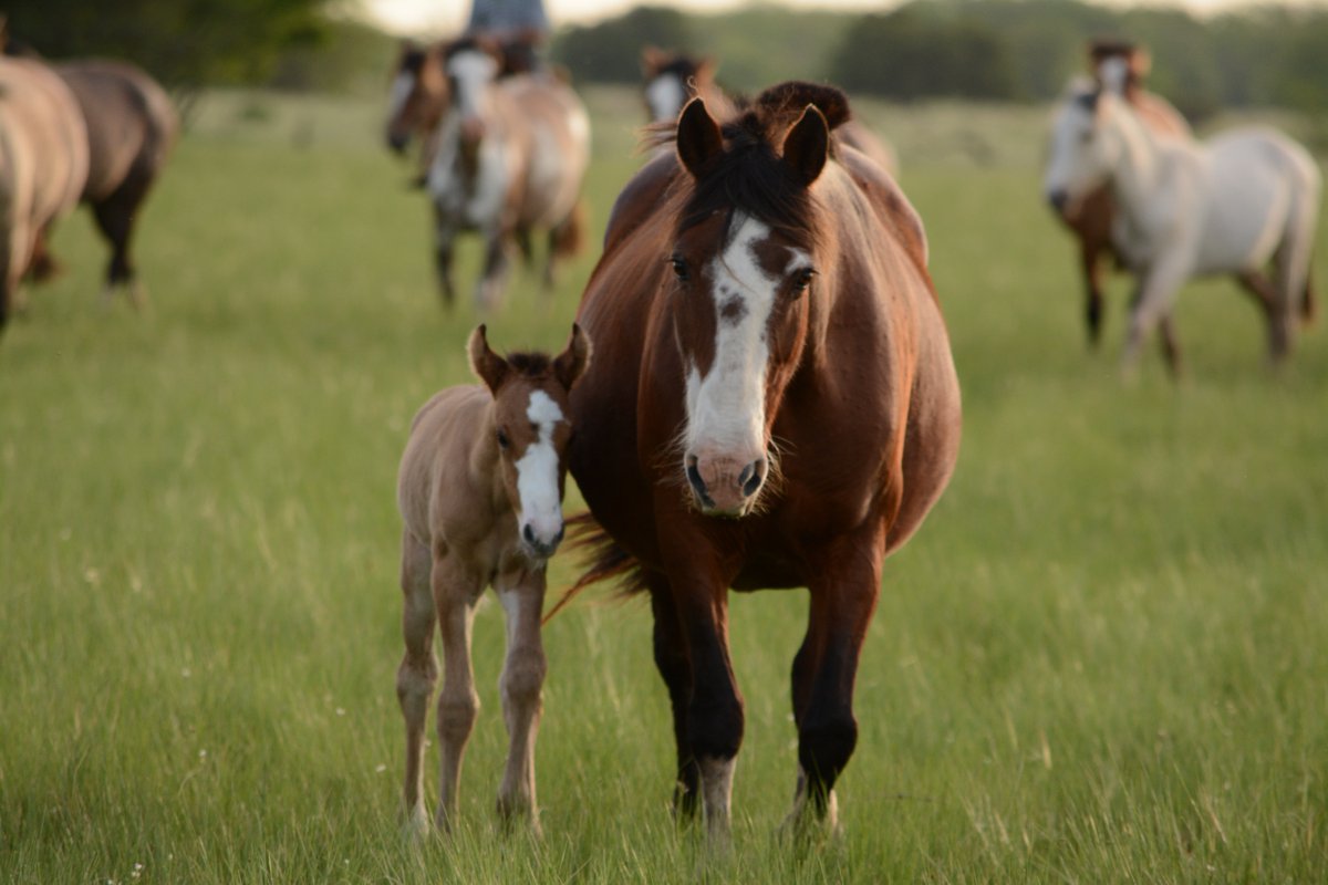 HARTforHORSES's tweet photo. How much do you know about horse ages?
By the age of 4, a horse is about 20 human years old.
When they're 10, a horse is now about 35 human years old.
Feel young yet? When a horse is 20 years old, they're about 60 human years old. https://t.co/xoEWMOx5Qi