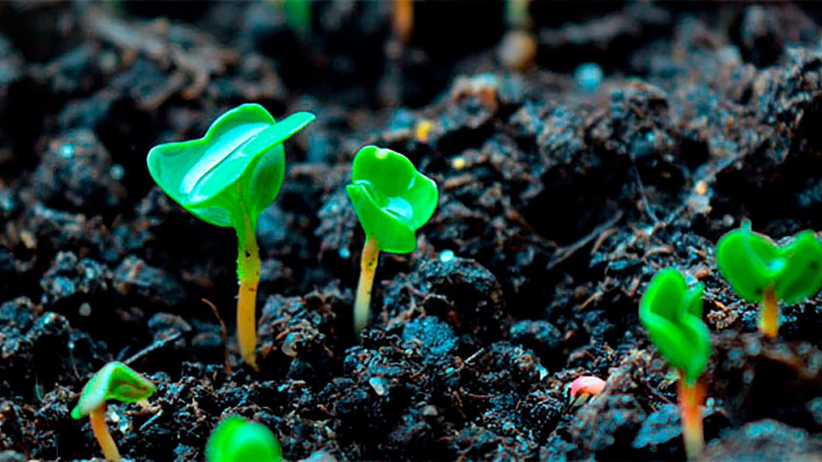 Cómo sembrar al aire libre (en hilera, hoyos o al voleo) - is.gd/YVp4cW #JardineríaBásica