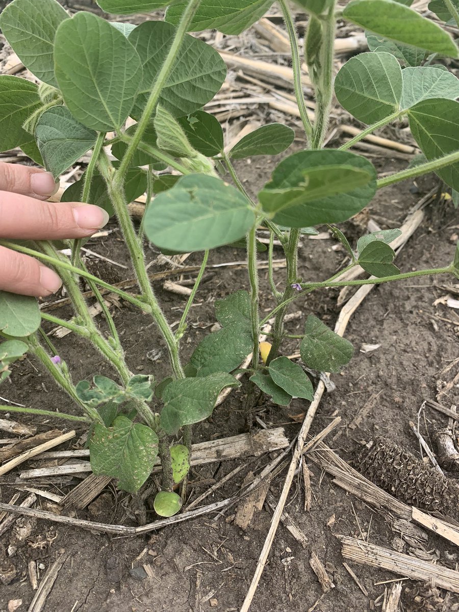 0502xf showing flowers! 🌸 <a href="/GldnHarvest/">Golden Harvest Seeds</a>