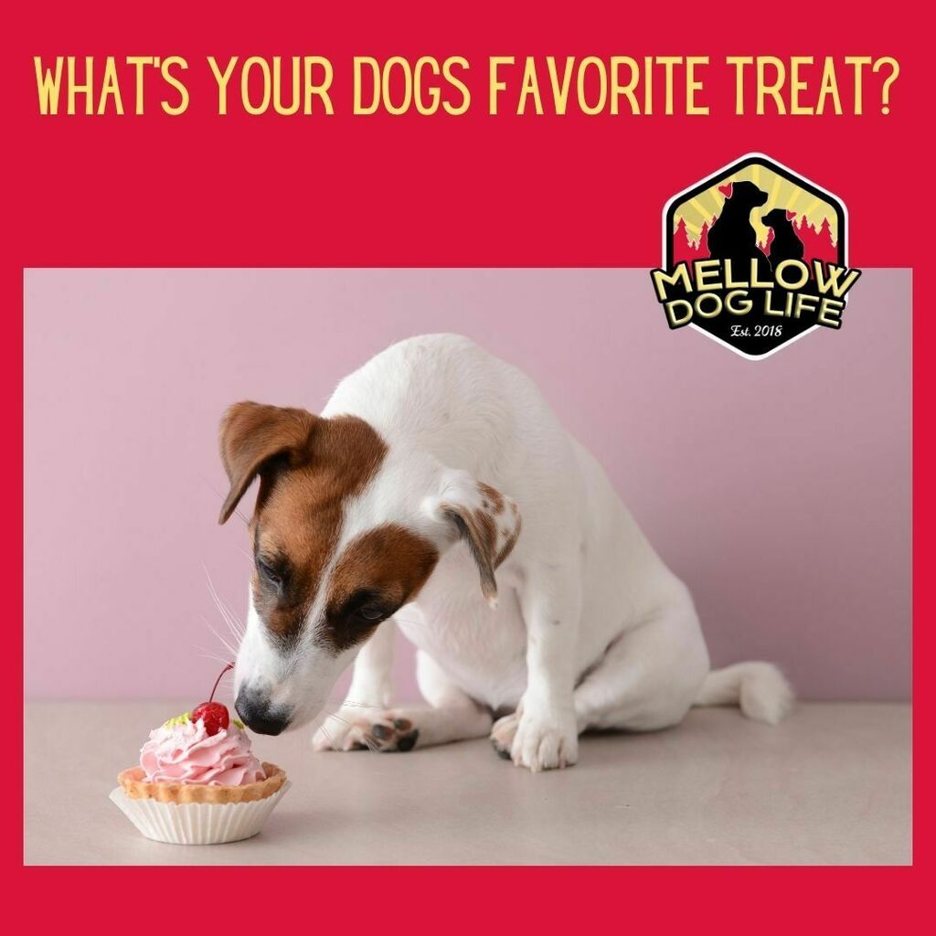 MellowDogLife's tweet photo. Believe it or not, ICE is very popular with our dogs...:)
.
#puppy #puppies #pets #treats #ilovemydog #dogstagram #doglover #doglovers #doggo #dogslife #dogtreats #dogsofig #happydogs #doglife #love #doggytreats #healthydog #rescues #rescuedogs #healthyd… https://t.co/qzxxZ4VQQB https://t.co/WkxrHmIt7r