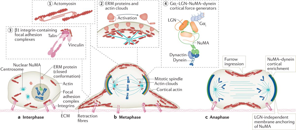 Read now #Review by Marina Mapelli and Terry Lechler for an update on spindle positioning and its impact on vertebrate tissue architecture and cell fate 
#MitoticSpindle #CellDivision #Epithelia #CellPolarity

<a href="/MapelliMarina/">Marina Mapelli</a> <a href="/LabMapelli/">Mapelli Lab</a>
<a href="/DukeMedSchool/">Duke University School of Medicine</a> 

go.nature.com/2T67ZBg