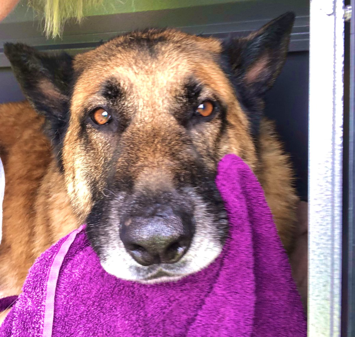 LifeAfterRescue's tweet photo. I do love finishing my weekly hydro session with a snout snuggly towel session 🐾🐾 mums always happy to indulge me x https://t.co/HTWbEApZlR