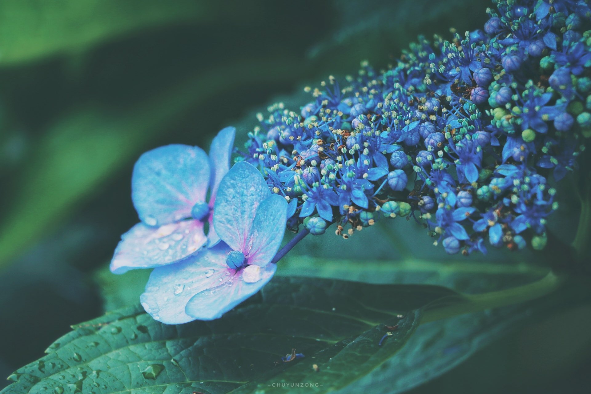 楚云纵on Twitter After The Rain Hydrangea 紫陽花 绣球花https T Co 9235hz5ukr Twitter