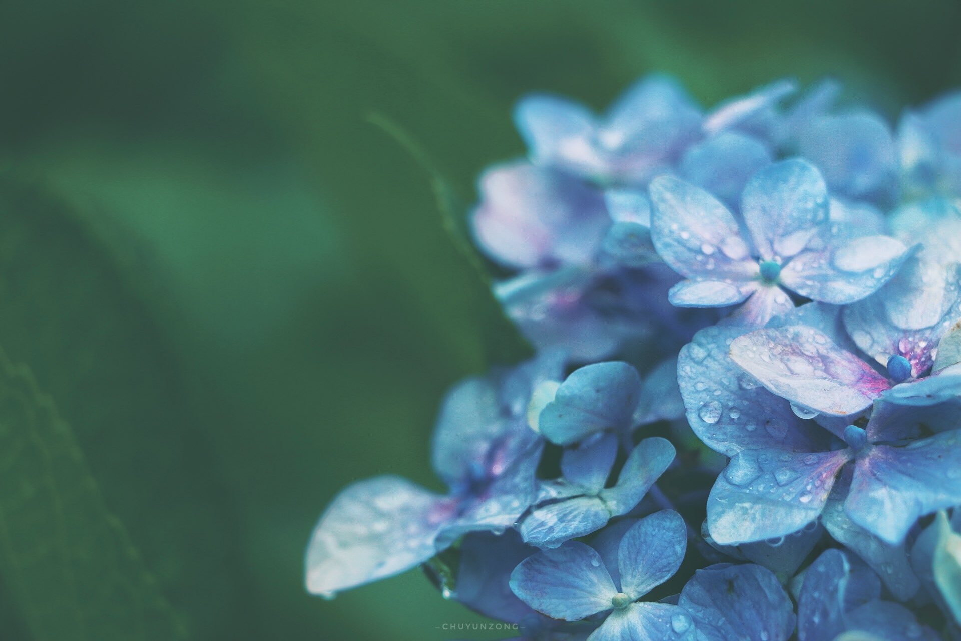 楚云纵on Twitter After The Rain Hydrangea 紫陽花 绣球花https T Co 9235hz5ukr Twitter